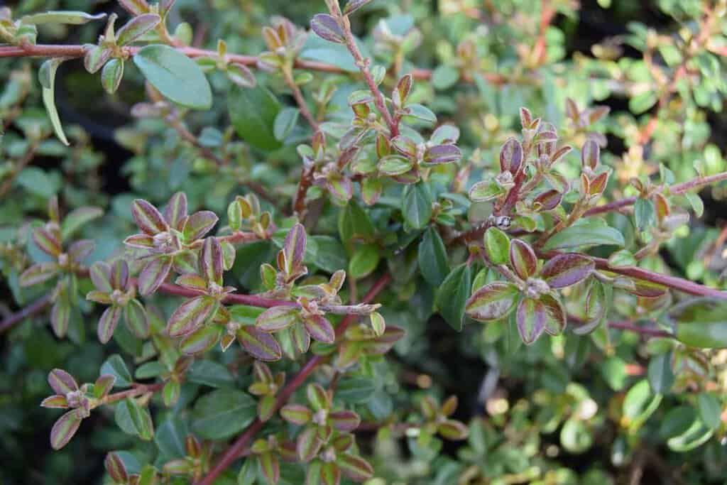 Cotoneaster x suecicus 'Coral Beauty' ---